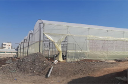 jarir_salem_al-qudah_-_ornamental_plants