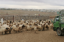 talal_al-shawawreh_-_sheep_farming